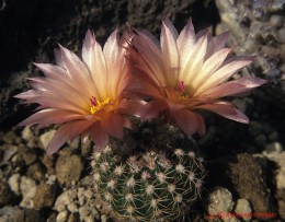 Notocactus  cv.      (2)